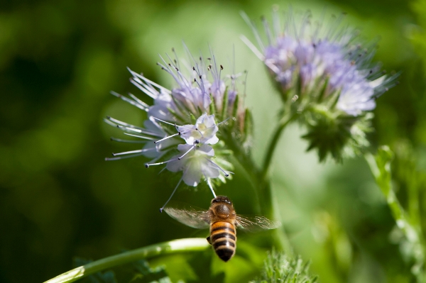 Honingbij op Phacelia